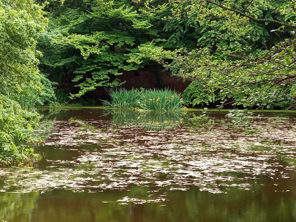 Teich mit Sumpf-Iris an der Musenbecke Nähe Scharfenberg