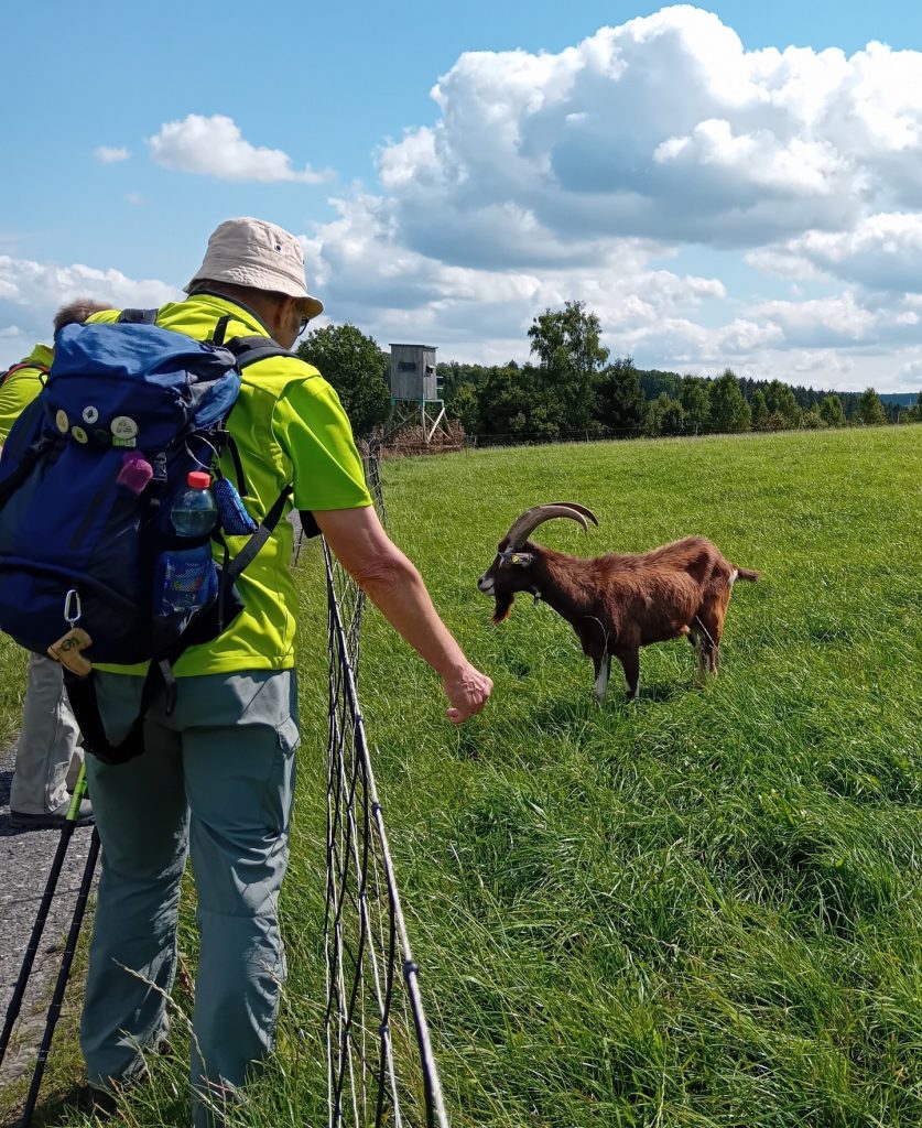 Böckchen in Habachtstellung